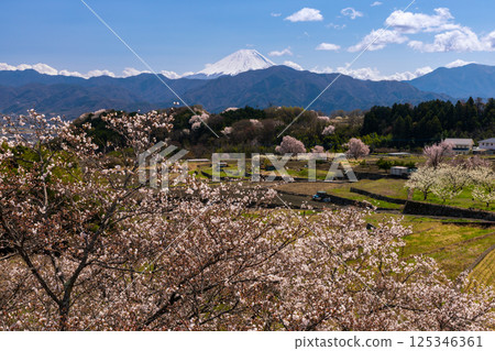 Cherry blossom trees at Hotarumibashi Park and snow-capped Mount Fuji in Hiraoka, Minami-Alps City, Yamanashi Prefecture 125346361