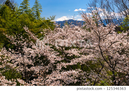 山梨縣南阿爾卑斯市平岡市的螢火蟲橋公園的櫻花樹和白雪皚皚的富士山 山梨縣南阿爾卑斯市平岡市的螢火蟲橋公園的櫻花樹和白雪皚皚的富士山 125346363