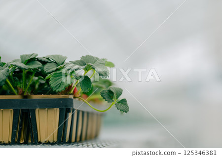 Green in the Greenhouse: The First Steps in Growing Strawberries 125346381
