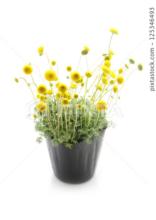 Blooming Kotsura 125346493