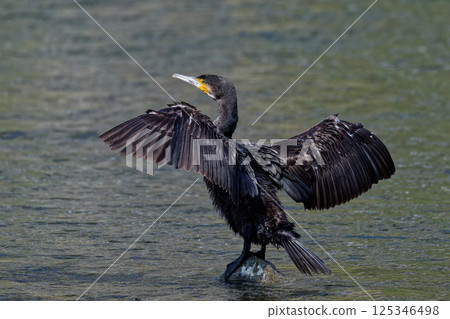 Kawau展開翅膀並晾乾 Kawau展開翅膀並晾乾 125346498