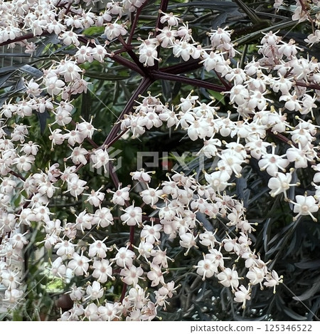 小白花、小白接骨木花、盛開的花園花、小鹿角樹花 125346522