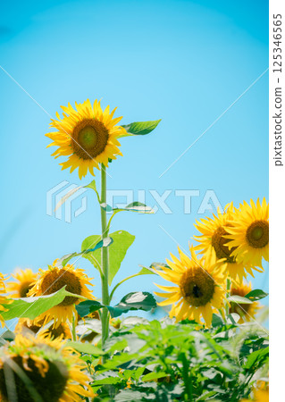 盛開的向日葵在藍天下 125346565
