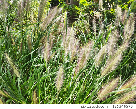 the grass swaying in the wind the grass swaying in the wind 125346576