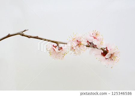 Apricot flowers, floral background Apricot flowers, floral background 125346586