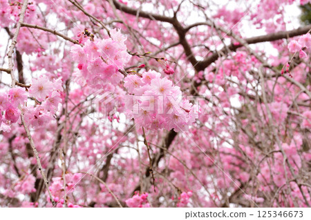 櫻花，櫻花，垂枝櫻花，垂枝櫻花 125346673