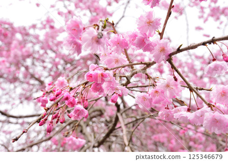 櫻花，櫻花，垂枝櫻花，垂枝櫻花 125346679