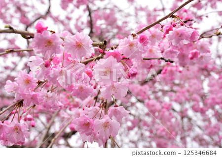 櫻花，櫻花，垂枝櫻花，垂枝櫻花 125346684