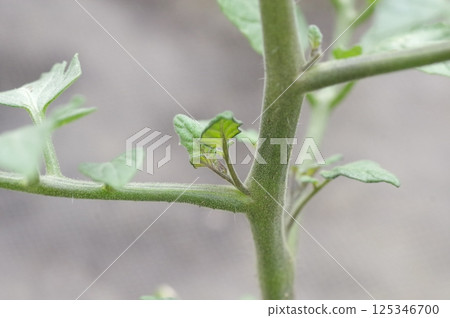 Mini tomato buds 125346700