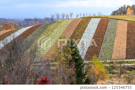 北海道色彩繽紛的山丘風光 125346755