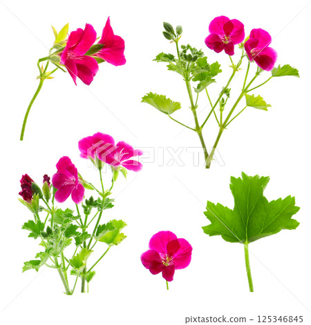 Pelargonium flower, white background 125346845