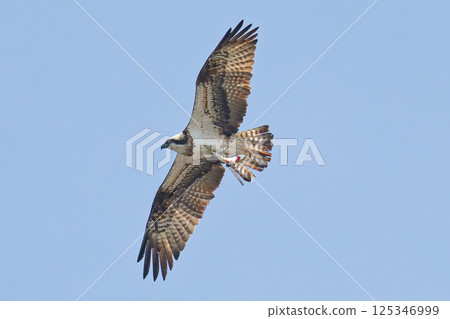 Under the clear blue sky, an osprey flies with a bait 125346999