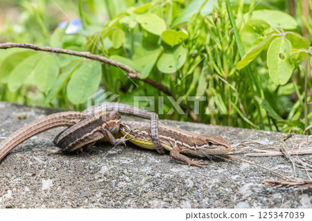 Japanese kana snake to mate 125347039