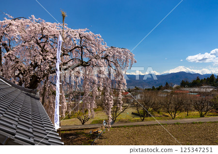 Kamiichinose, Minami-Alps City, Yamanashi Prefecture: Weeping cherry trees (Itosakura) in front of Hachiman Shrine on a hill and snow-capped Mount Fuji in the distance 125347251