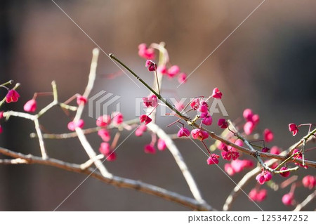 Mayumi水果之美 Mayumi水果之美 125347252