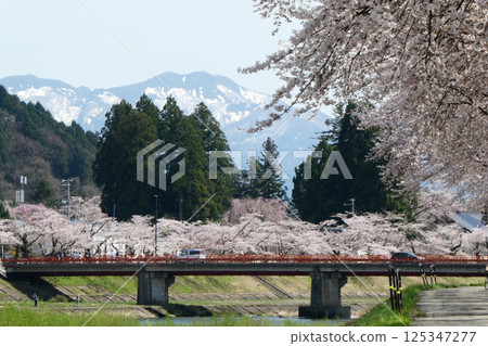 A view of cherry blossoms and snow-capped mountains from the banks of the Hinokinai River in Kakunodate, Akita Prefecture 125347277