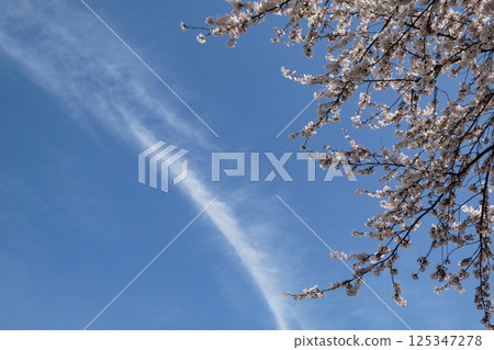 Cherry blossoms in Kakunodate, Akita and clouds in the blue sky 125347278