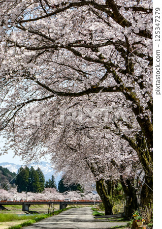 A view of cherry blossoms and snow-capped mountains from the banks of the Hinokinai River in Kakunodate, Akita Prefecture A view of cherry blossoms and snow-capped mountains from the banks of the Hinokinai River in Kakunodate, Akita Prefecture 125347279