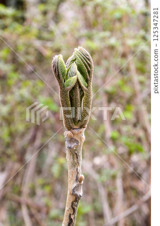 The shoots of Onigurumi are edible The shoots of Onigurumi are edible 125347281
