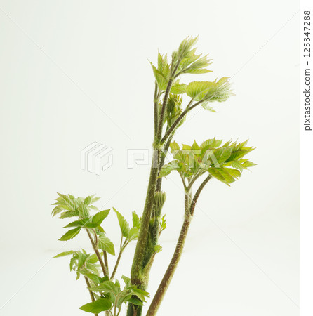 Image of mountain burdock 125347288