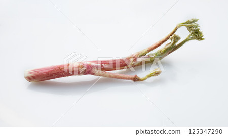 Image of mountain burdock Image of mountain burdock 125347290
