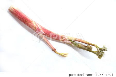 Image of mountain burdock 125347291