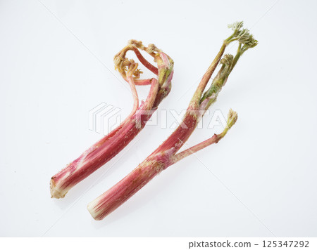 Image of mountain burdock 125347292