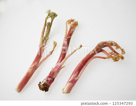 山牛蒡的圖片 山牛蒡的圖片 125347293