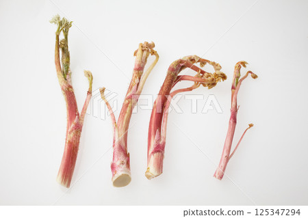 Image of mountain burdock 125347294