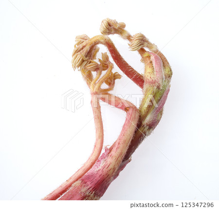 Image of mountain burdock Image of mountain burdock 125347296