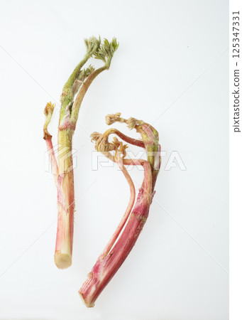 Image of mountain burdock 125347331