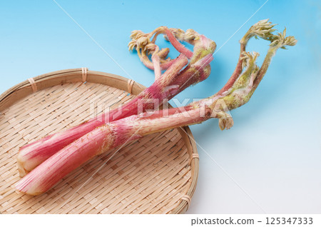 Image of mountain burdock 125347333