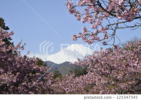 Kawazu Sakura and Mt. Fuji Kawazu Sakura and Mt. Fuji 125347345