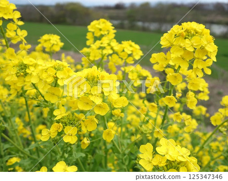 Niigata Prefecture, Shibata City, Kaji River bank, rapeseed flowers Niigata Prefecture, Shibata City, Kaji River bank, rapeseed flowers 125347346