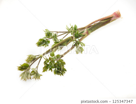 Image of mountain burdock 125347347