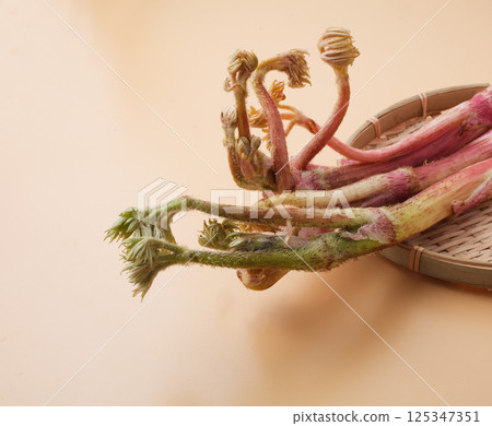 Image of mountain burdock Image of mountain burdock 125347351