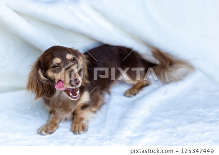 卡寧金臘腸犬成年犬巧克力黃色 125347449