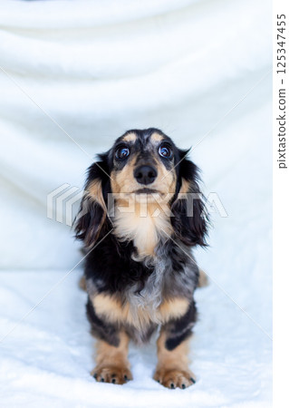 卡寧琴臘腸犬成年犬銀斑 卡寧琴臘腸犬成年犬銀斑 125347455