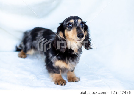 卡寧琴臘腸犬成年犬銀斑 125347456