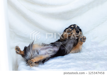 卡寧琴臘腸犬成年犬銀斑 125347458