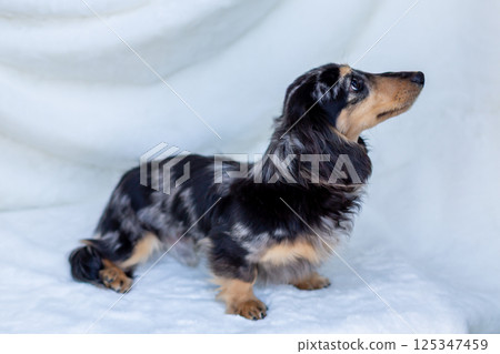 卡寧琴臘腸犬成年犬銀斑 125347459