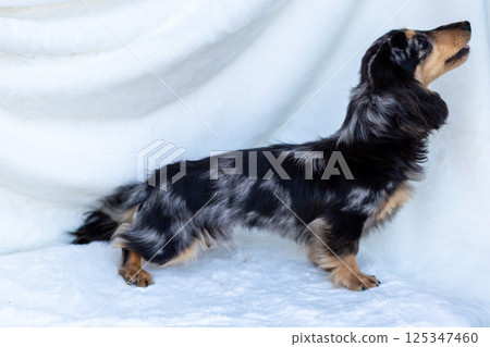 Kaninchen Dachshund Adult Dog Silver Dapple 125347460