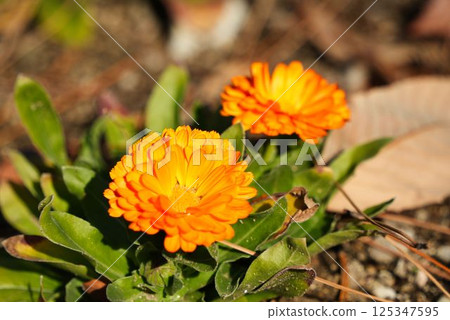 金盞花的鮮豔色彩 125347595
