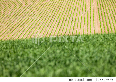 Spring fields in Biei, Hokkaido 125347676