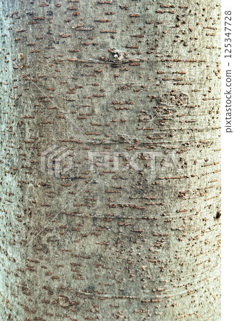 樹面、行道樹的特寫 125347728