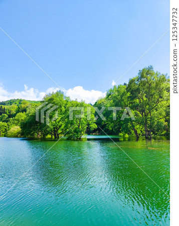 白川湖被淹沒的森林 125347732