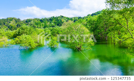 白川湖被淹沒的森林 125347735