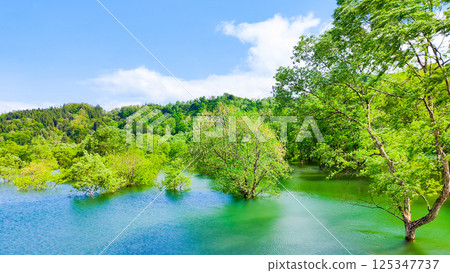 Submerged forest of Shirakawa lake 125347737