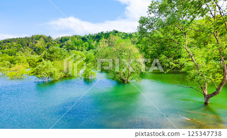 白川湖被淹沒的森林 白川湖被淹沒的森林 125347738