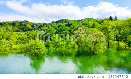 白川湖被淹沒的森林 125347740